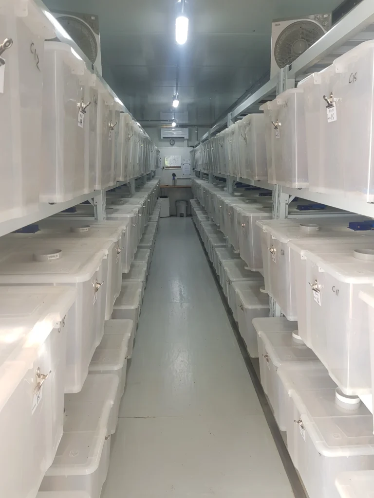 Inside Our Cricket Breeding Facility - QLD Australia Interior view of live cricket breeding facility in Queensland Australia – clean, climate-controlled environment