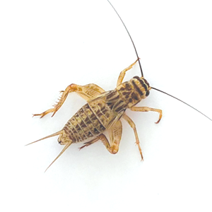 Large live cricket approx. 20mm – feeder insect for adult reptiles and exotic pets in Queensland Australia