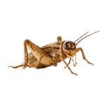 Live Feeder Cricket Insect - QLD Australia Close-up of live feeder cricket insect for reptiles and birds in Queensland, Australia