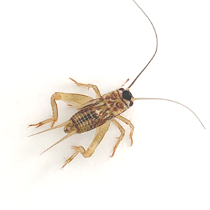 Medium-sized live cricket – 15mm feeder insect for reptiles and amphibians in Queensland Australia