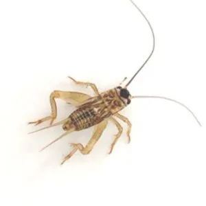 Medium Live Crickets - 10-15mm Feeder Insects