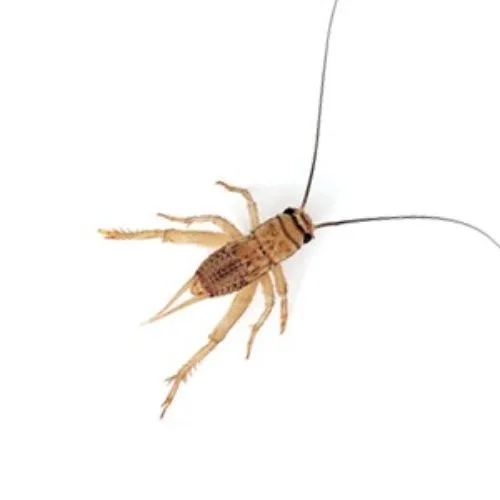 Small Live Crickets - 4-8mm Feeder Insects